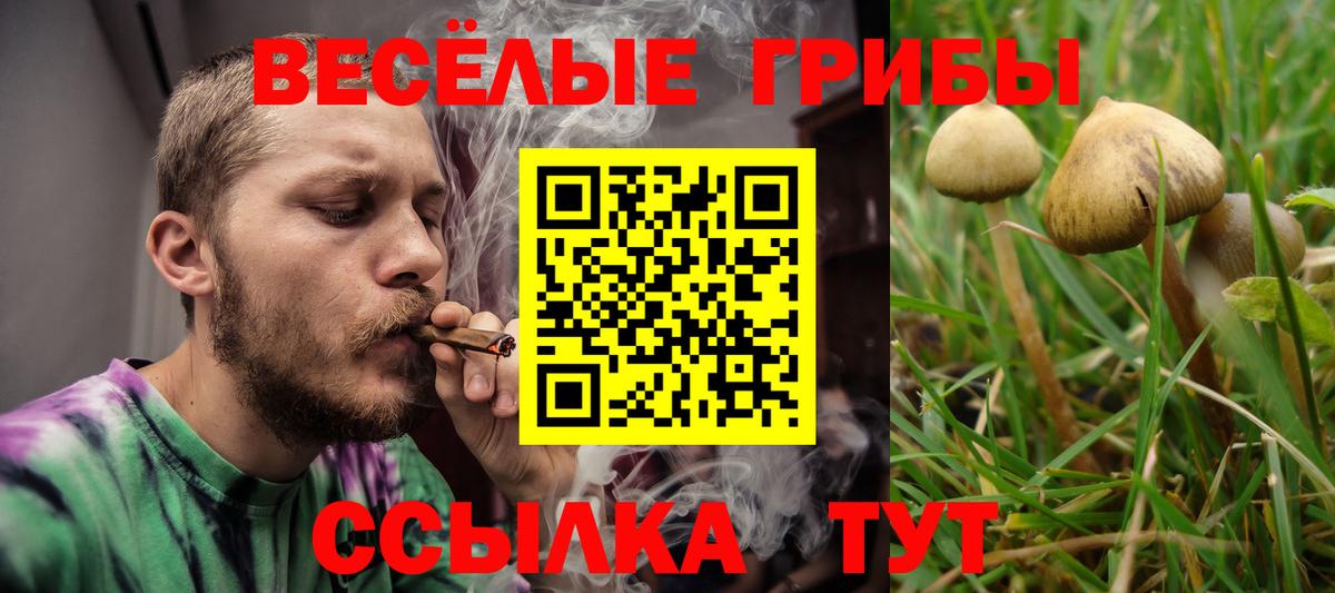 Чернушка  Псилоцибиновые грибы Psilocybe  Вход с VPN 